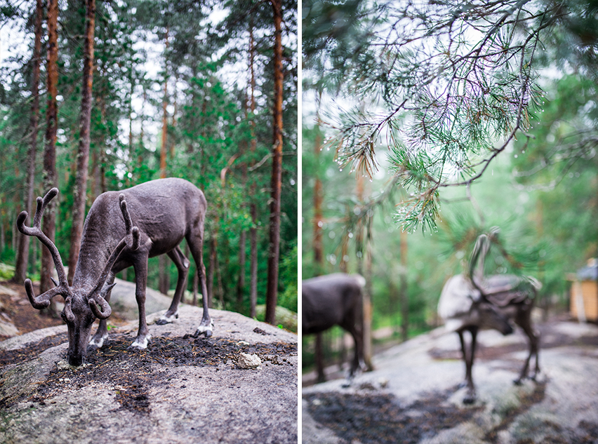 nuuksio reindeer park
