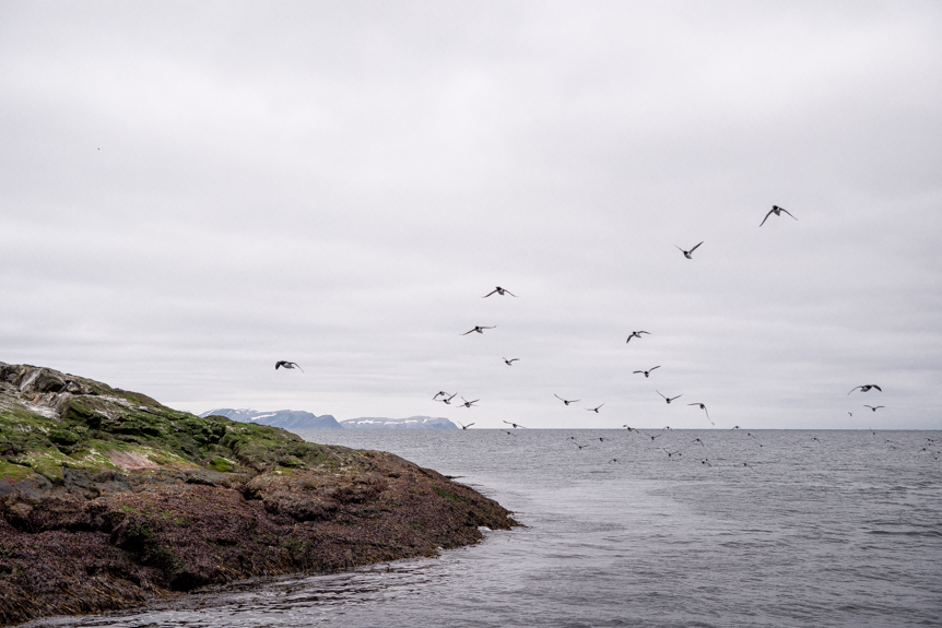 safari oiseaux norvège du nord